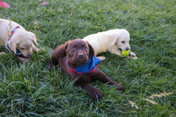 Cachorros de Aduanas adiestrados en Los Andes se alistan para reforzar la lucha contra el tráfico ilícito