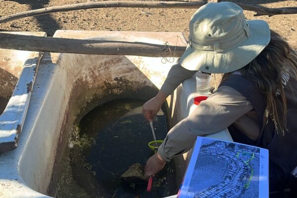 Seremi de Salud despliega monitoreo en terreno tras hallazgo de huevos de Aedes aegypti en San Esteban