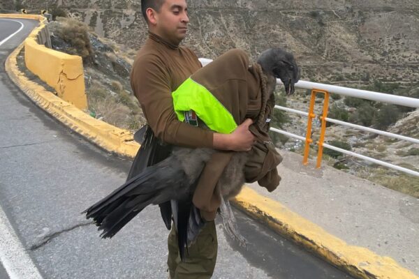 En Los Andes Carabineros rescata a cóndor herido en el Camino Internacional